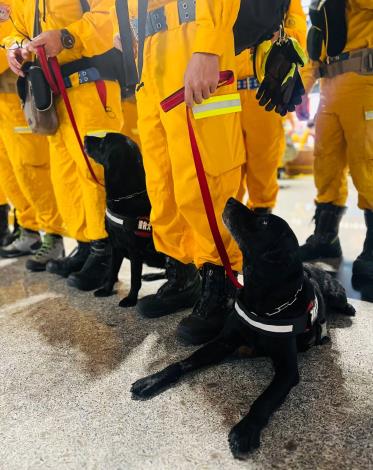 圖說四：隨同臺灣國際搜救隊前往土耳其執行任務的搜救犬。