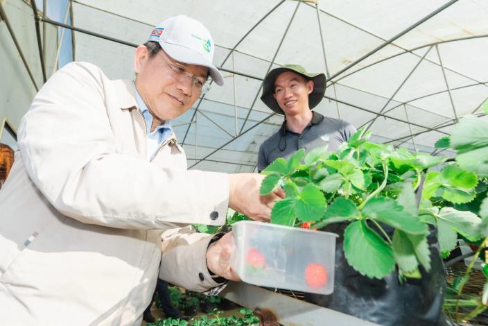 Minister Lin picks strawberries while inspecting Taiwan-Eswatini cooperation at a demonstration farm and orchard.