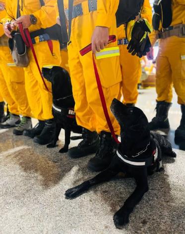 4.Search and rescue dogs accompanying Taiwan’s international search and rescue team to conduct relief operations in Türkiye.