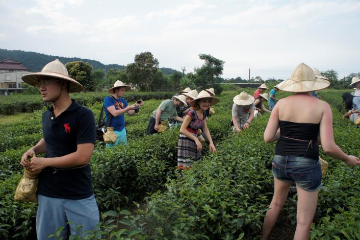 國際青年菁英領袖研習班參訪馨山茶園體驗採茶